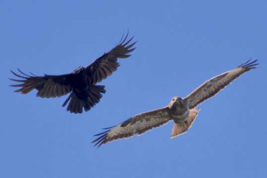 15 June 2021 - 15-33-36

-------------------
Buzzard and crow over Dartmouth